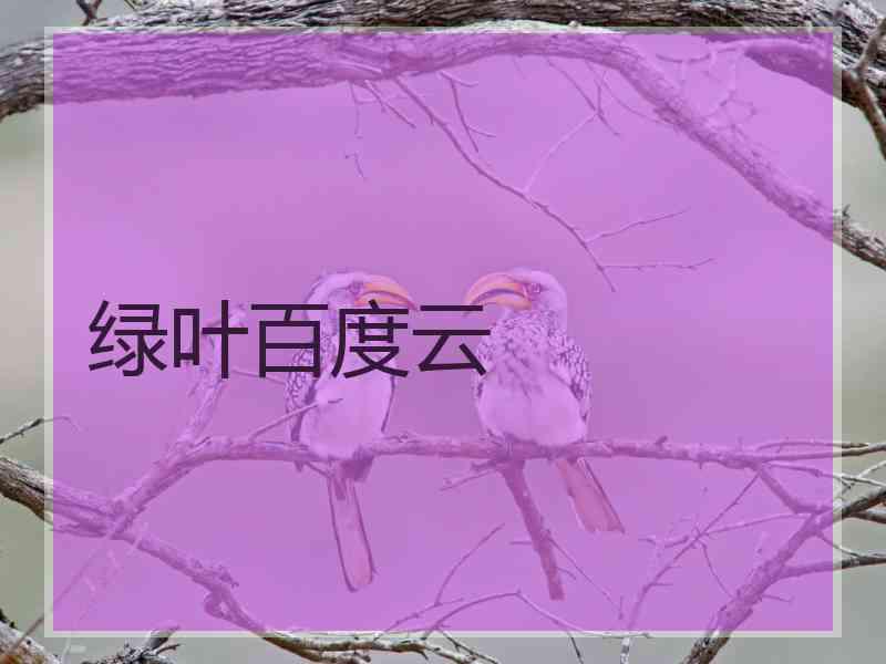 绿叶百度云