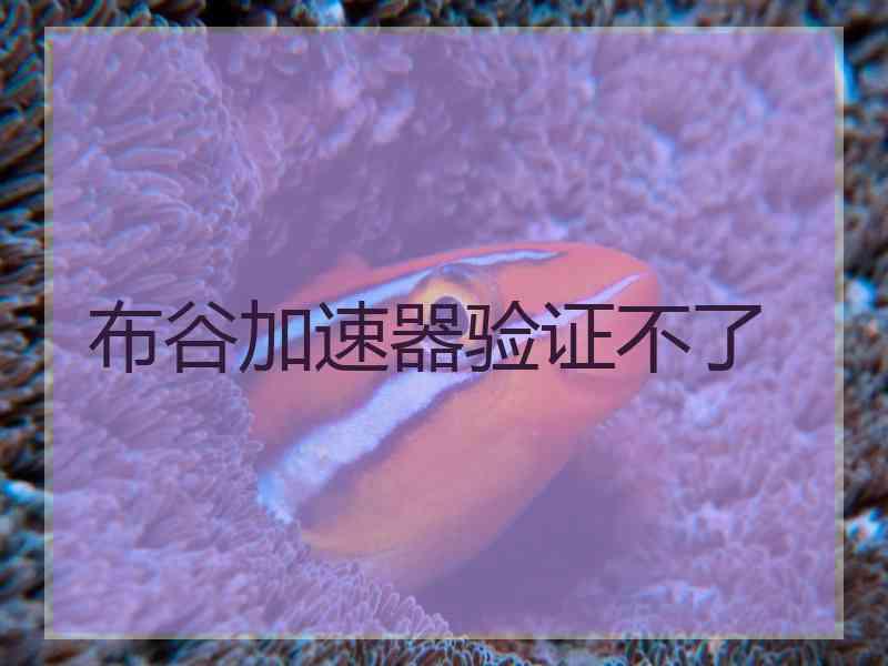 布谷加速器验证不了