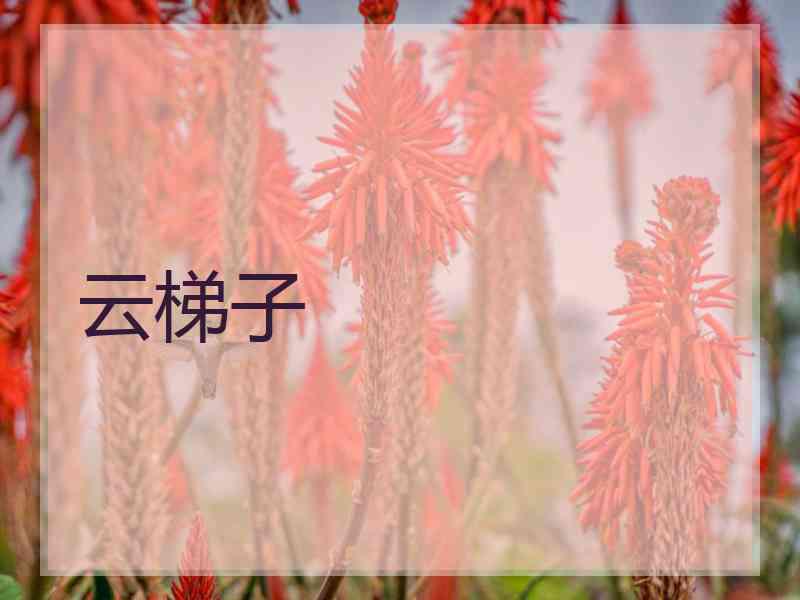 云梯子