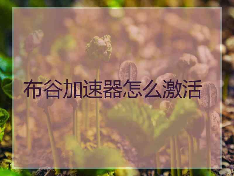 布谷加速器怎么激活