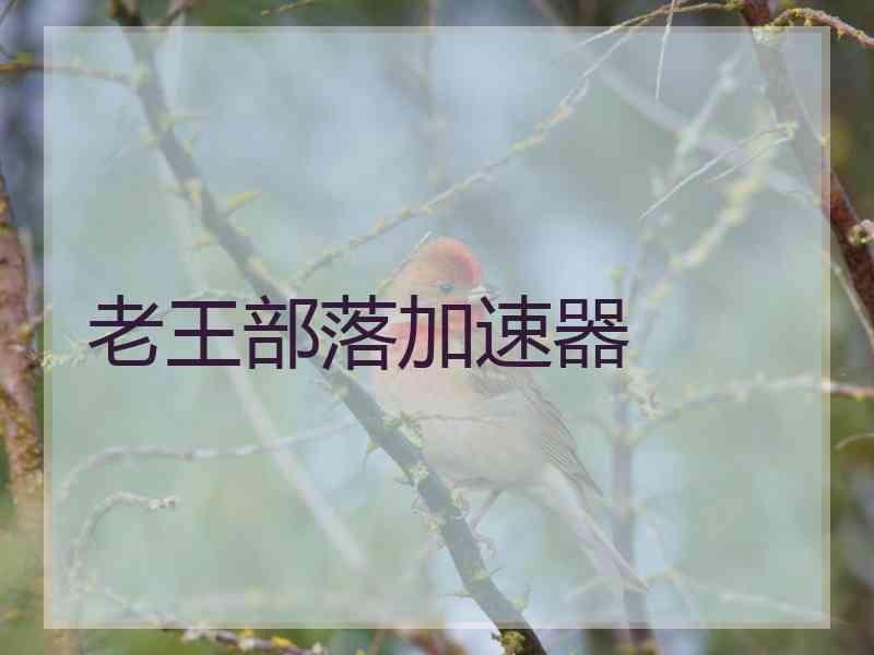老王部落加速器
