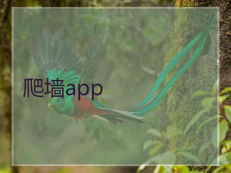 爬墙app